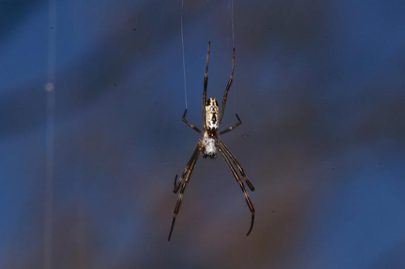 Argiope_protensa_D3511_Z_79_Karinji NP_Australie.jpg